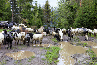 群羊放牧后重雨山山绿色梅多斯在泥泞的水坑和高松树明亮的春天早....群羊走沿着的路洗重雨在大水坑和高冷杉树