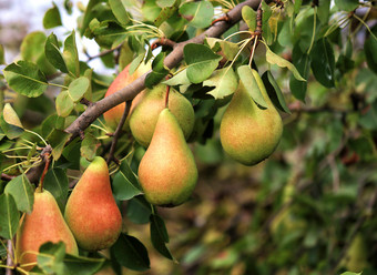 成熟的红绿梨分支对的背景模糊树叶和温柔的阳光成熟的梨分支的背景模糊树叶