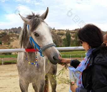 年轻的灰色的马与明亮的绿松石缰绳和轮色彩斑斓的珠子周围的脖子站的马笔和吃绿色草从的手的夫人灰色的马与蓝色的缰绳吃草从的手年轻的女人