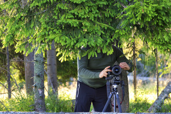 摄影师集相机和隐藏了的阴影树后面云杉分支机构的边缘的森林对阳光明媚的夏天一天的摄影师集的相机和隐藏了后面的冷杉分支机构的边缘的森林