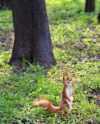 小橙色松鼠站它的后腿阳光明媚的草地之间的的树和小心翼翼地看起来成的距离的城市公园小橙色松鼠站它的后腿阳光明媚的快乐城市公园