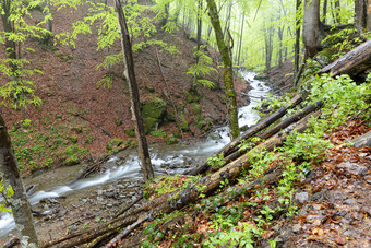 的山河克服了森林碎片和石头急流流动沿着的坡多雨的湿春天森林的山河流沿着的坡潮湿的春天森林