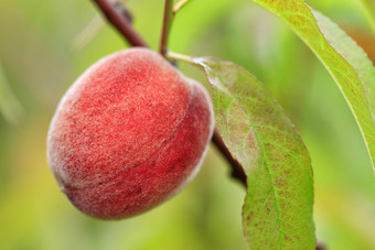 大甜蜜的桃子水果生长桃子树分支夏天花园和给了好收获大成熟的甜蜜的桃子日益增长的树分支特写镜头