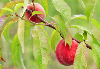 明亮的甜蜜的桃子水果成长分支桃子树的夏天花园和给优秀的收获明亮的成熟的甜蜜的桃子日益增长的树分支特写镜头