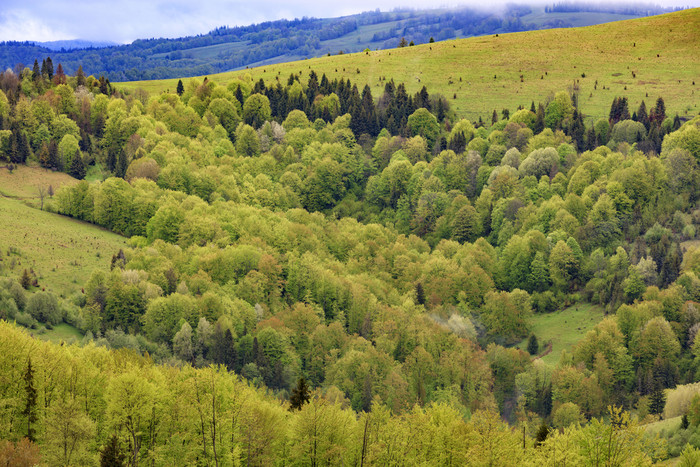 美丽的视图的春天喀尔巴阡山从高度的谷杂草丛生的与年轻的落叶树杂草丛生的与年轻的落叶树的山的喀尔巴阡山脉的山开花春天喀尔巴阡山从高度