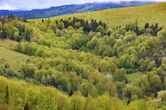 美丽的视图的春天喀尔巴阡山从高度的谷杂<strong>草丛</strong>生的与年轻的落叶树杂<strong>草丛</strong>生的与年轻的落叶树的山的喀尔巴阡山脉的山开花春天喀尔巴阡山从高度