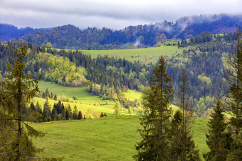 的上衣的喀尔巴阡山脉的山孤独的松树成长和的太阳射线秋天绿色牧场的中间<strong>松柏</strong>科的森林单松树成长的山坡上的喀尔巴阡山远走了群羊吃草山景观<strong>松柏</strong>科的森林