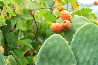 <strong>新</strong>鲜的<strong>橙色</strong>成熟的水果甜蜜的仙人掌分支对的背景多汁的多刺的绿色分支机构水果<strong>橙色</strong>成熟的甜蜜的仙人掌多刺的梨cactuson年轻的光绿色植物