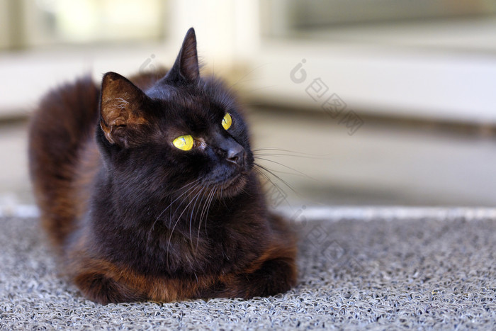 的明亮的黄色的猫眼睛美丽的黑暗棕色（的）猫与蓝色的色彩皮毛小心翼翼地看的上正确的角落里猫黑色的肖像美丽的棕色（的）猫与明亮的黄色的眼睛坐在和看起来的上正确的角落里