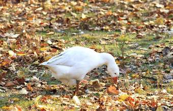 白色鹅<strong>啃</strong>食清算在的下降叶子的秋天花园的阳光特写镜头白色鹅<strong>啃</strong>食清算在的下降叶子的秋天花园