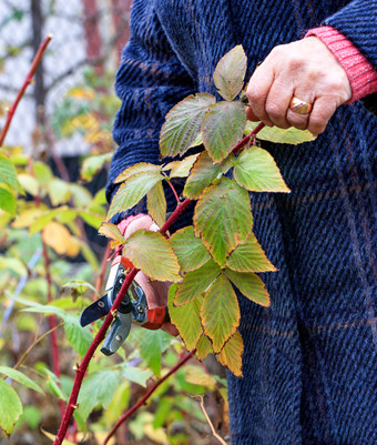 园丁使用花园修剪工具削减和交感神经系统树莓布什秋天花园为好收获下一个一年图像垂直与复制空间的农民削减和交感神经系统的树莓布什的花园删除的上衣的茎