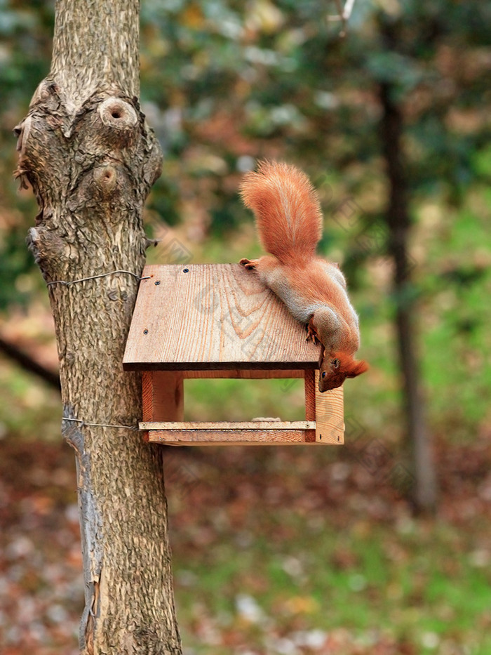 可爱的小橙色松鼠希望偷食物从木鸟给料机那系树城市秋天公园垂直图像为社会网络可爱的小橙色松鼠人成鸟给料机系树城市公园