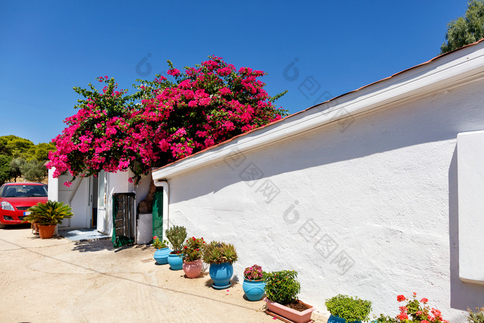 的白色墙农村传统的房子南部希腊的院子里哪一个在那里是许多花锅和也大杜鹃花树花朵美丽的红色的对蓝色的天空图像与复制空间传统的农村房子南部希腊与盛开的红色的杜鹃花附近的白色墙单层房子背景蓝色的天空