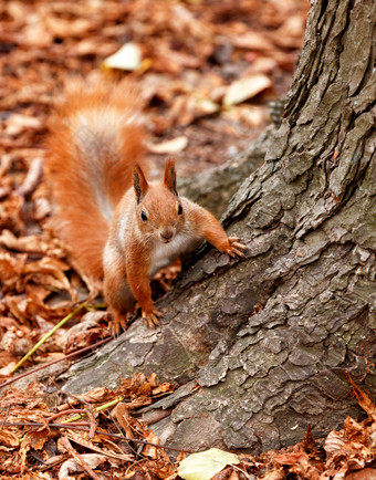 红色的毛茸茸的松鼠合并与的背景秋天下降叶子的森林看起来奇怪的是从<strong>后面</strong>树肖像好奇的橙色松鼠窥视从<strong>后面</strong>的根树