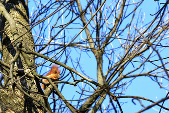毛茸茸的橙色松鼠坐在舒适树之间的分支机构春天公园和轻咬胡桃木对蓝色的天空和明亮的阳光明媚的一天模糊小橙色松鼠坐在高之间的分支机构树公园和轻咬胡桃木