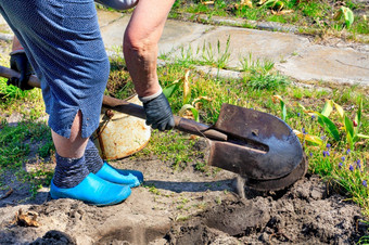 使用铲农民与他的自己的手挖掘花床上和删除杂草从的土壤的<strong>花园</strong>清晰的春天一天的农民挖掘的土壤为的花<strong>花园</strong>与铲和删除的杂草的<strong>花园</strong>