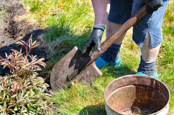 使用铲农民与他的自己的手放松的土壤和删除杂草的花园清晰的春天一天农民与铲放松的土壤周围的花和删除的杂草的花园
