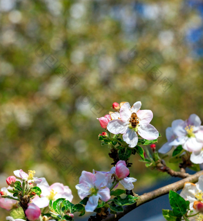 勤劳的蜜蜂授粉花苹果树和收集花蜜和花粉的太阳对背景开花春天花园模糊特写镜头蜜蜂授粉苹果树花收集花蜜和花粉