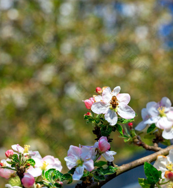 勤劳的蜜蜂授粉花苹果树和收集花蜜和花粉的太阳对背景开花春天花园模糊特写镜头蜜蜂授粉苹果树花收集花蜜和花粉