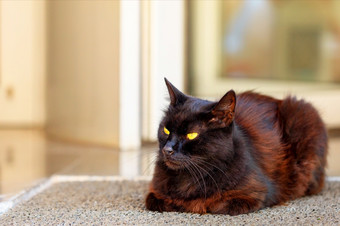 棕色（的）猫与chocolate-fur颜色休息的玄关的房子传播它的耳朵与缩小学生明亮的黄色的眼睛棕色（的）猫与chocolate-fur颜色黄色的眼睛和缩小学生
