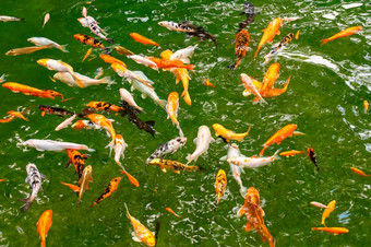 色彩斑斓的马特里鲤科的和日本锦 鲤鱼游泳的绿色清晰的透明的水域森林湖金鲤鱼和锦 鲤森林湖
