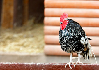 肖像美丽的公鸡与黑色的和白色羽毛和红色的扇贝他的头模糊背景墙木日志和复制空间肖像美丽的公鸡与黑色的和白色羽毛和红色的扇贝他的头