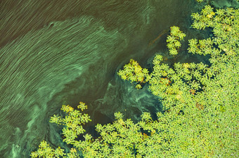 绿色藻类和浮游生物逐渐封面的表面的盛开的水的概念污染的水表面的地球复制空间水表面污染环境问题对角流绿色浮游生物