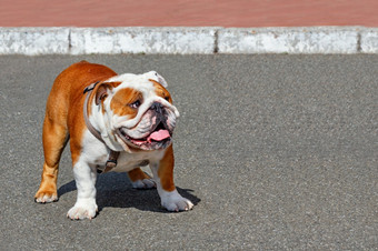 大英语斗牛<strong>犬</strong>看起来和从左正确的和走沿着的沥青人行道上城市公园明亮的阳光明媚的一天图像与复制空间肖像大英语斗牛<strong>犬</strong>与<strong>皮</strong>革领走的沥青人行道上