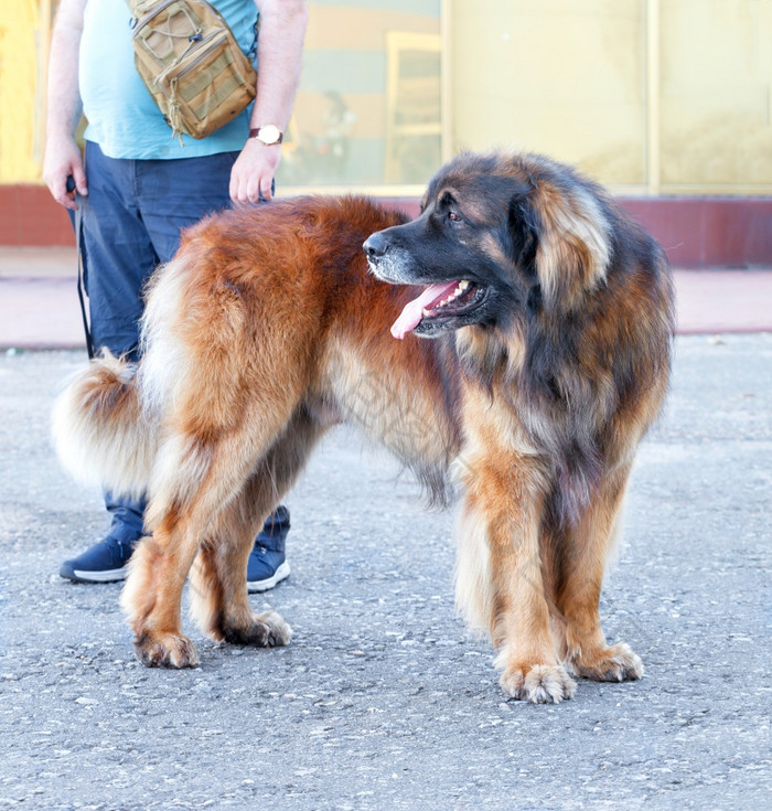 的莱昂伯格狗站的沥青人行道上与开放口大品种狗容易火车明智的狗与优秀的警卫品质肖像大莱昂伯格狗站的沥青人行道上