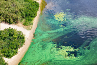 蓝绿色藻类封面的表面的开花水河与电影沿着的海岸河水污染环境问题复制空间的海岸的表面的河覆盖与薄膜蓝绿色藻类复制空间