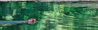 狩猎狗棕色（的）猎犬游泳森林湖与绿色反射树叶对的中心同心圈的水表面狩猎狗猎犬游泳沿着森林湖的中心同心圈的水表面