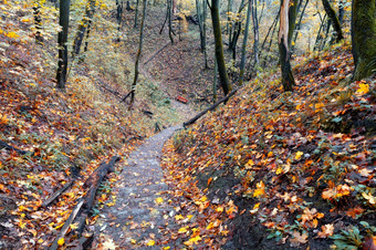秋天森林老石头小道散落与下降叶子下降从的山石板路径的秋天森林下降从的山