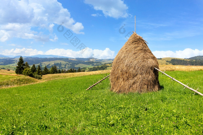 干草堆站绿色山草地对的背景美丽的夏天多山的景观明亮的阳光明媚的一天干草堆的喀尔巴阡山绿色草地对的背景山山