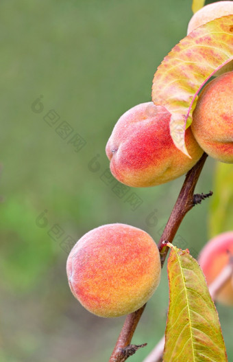 甜蜜的桃子水果成长年轻的分支桃子树对模糊绿色树叶背景特写镜头复制空间垂直图像甜蜜的成熟的桃子成长年轻的树分支特写镜头