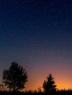 晚上布满星星的天空在轮廓孤独的树和草的最后的光的阳光的设置太阳的底的图像垂直图像复制空间轮廓低树对的背景的晚上布满星星的天空和的设置太阳