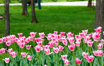 春天明亮的苍白的粉红色的郁金香花圃城市公园复制空间快乐美丽的苍白的粉红色的郁金香花朵的城市公园