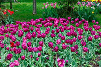 快乐与紫色的色彩斑斓的郁金香在户外城市公园春天明亮的郁金香花圃城市公园复制空间快乐美丽的紫色的郁金香花朵的城市公园