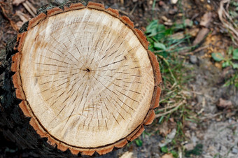 木径向与裂缝甚至减少部分与<strong>年度</strong>环和树皮周围的周长夏天花园复制空间木光滑的减少部分与<strong>年度</strong>环和树皮周围的周长