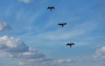 三个黑色的苍鹭是飞行的蓝色的多云的天空毛茸茸的云保持他们公司飞行黑色的苍鹭的蓝色的多云的天空