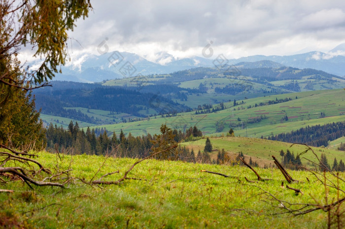 春天景观的山喀尔巴阡山与湿雾山杂草丛生的与绿色草和低灰色的云模糊前景复制空间山景观春天喀尔巴阡山早期春天与低云和新鲜的绿色草的山