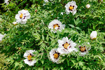 大白色花盛开的芍药属suffruticosa树城市公园的阳光夏天一天盛开的灌木芍药属suffruticosa的阳光夏天一天