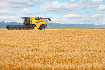 大黄色的<strong>结合</strong>收割机收获小麦场夏天一天与背景厚小麦的前景模糊复制空间大黄色的<strong>结合</strong>收割机对的背景小麦场和多云的天空夏天一天