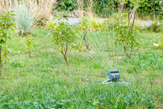 的细水飞机振荡喷雾器水年轻的树和的草坪上年轻的花园自动喷水灭火系统水域绿色草坪上年轻的夏天花园