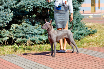 泰国里奇巴美丽的泰国脊背犬走对的背景城市公园阳光明媚的夏天一天庄严的泰国脊背犬皮带对的背景绿色冷杉树阳光明媚的夏天一天