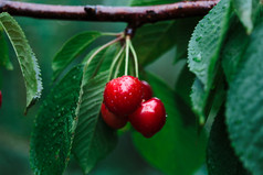 特写镜头成熟的红色的樱桃浆果树在绿色叶子