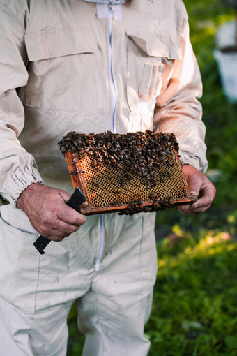 养蜂人工作养蜂场画出的蜂窝与蜜蜂和蜂蜜从蜂巢
