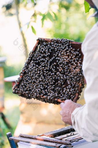 养蜂人工作养蜂场画出的蜂窝与蜜蜂和蜂蜜从蜂巢