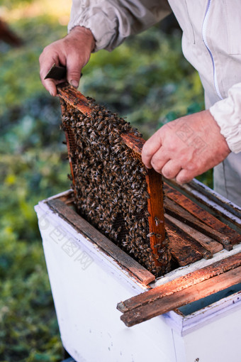养蜂人工作养蜂场画出的蜂窝与蜜蜂和蜂蜜从蜂巢