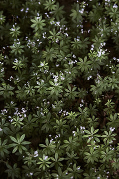 特写镜头叶子和小野生花背景从植物