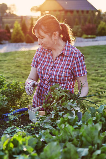 女人工作首页花园的后院挑选的蔬菜和把木盒子坦诚的人真正的时刻真实的的情况下
